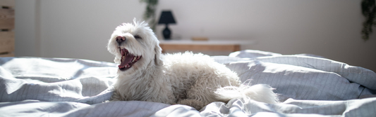 How to keep your house allergy free for your pets